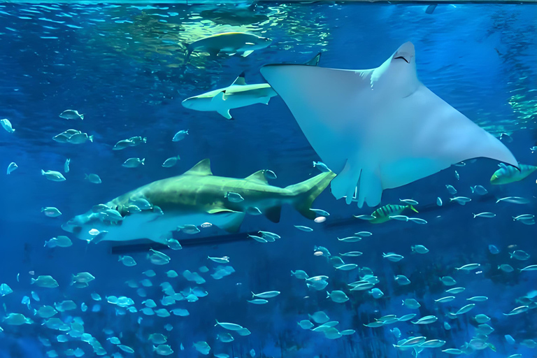 Kaiyukan Aquarium Entry Ticket & Ocean Life Guide
