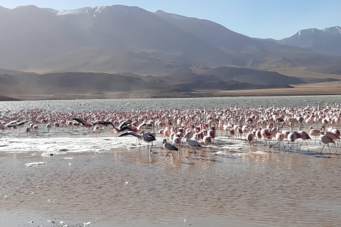 2-Days Salt Flats private roundtrip from Uyuni in rains
