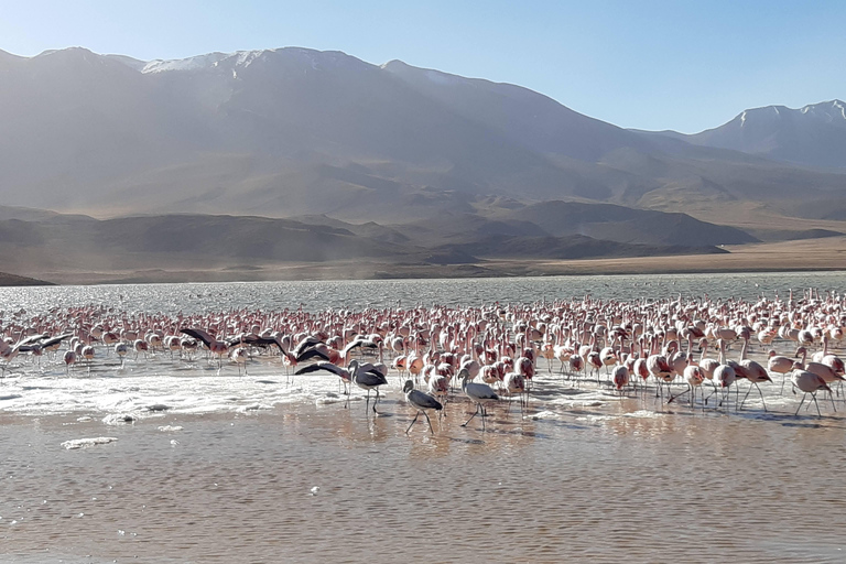 2 jours d'excursion privée dans les plaines salées au départ d'Uyuni en pluies