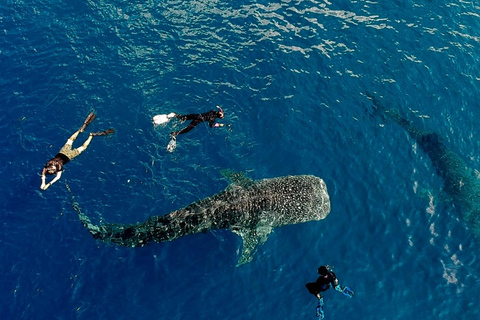 Lombok Trip: Sumbawa Whale Shark Snorkeling Trip with Boat