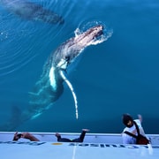 Hervey Bay: Pre-season Whale and Dolphin Watching Cruise
