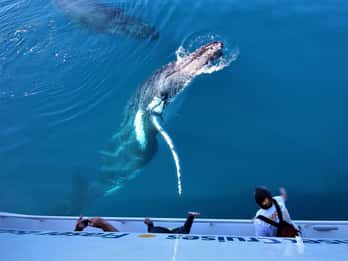 Hervey Bay: Crociera pre-stagionale per avvistare le balene e i delfini