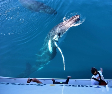 Hervey Bay: Pre-season Whale and Dolphin Watching Cruise