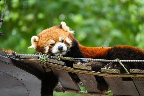 Shanghai Wild Animal Park: Safari Adventure Entry Pass Shanghai Wild Animal Park Full-Day Ticket
