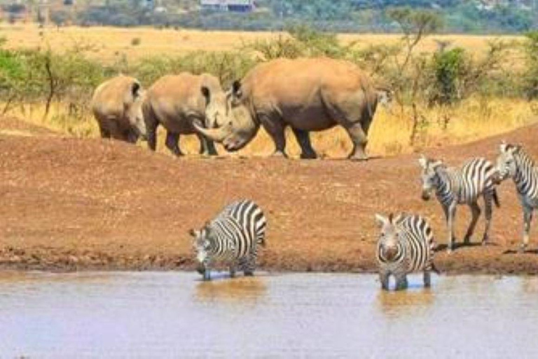 Półdniowa wycieczka do Parku Narodowego Nairobi