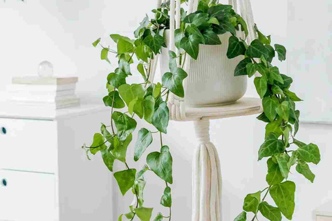 Leipzig: Macrame Plant Hanger or Hanging Shelf Workshop