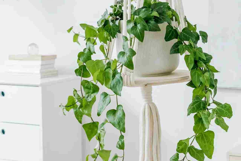 Leipzig: Macrame Plant Hanger or Hanging Shelf Workshop