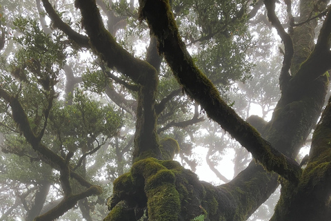 Madeira: Fanal Forest Tree Connection Zeremonie &amp; Picknick