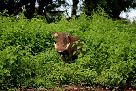 2 dagar 1 natt Nyerere nationalpark från Zanzibar med flyg