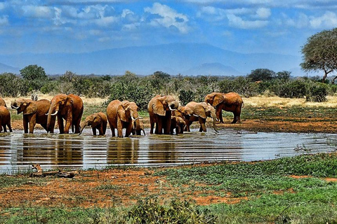 DAG VLIEGSAFARI: ZANZIBAR NAAR MIKUMI NATIONAAL PARK