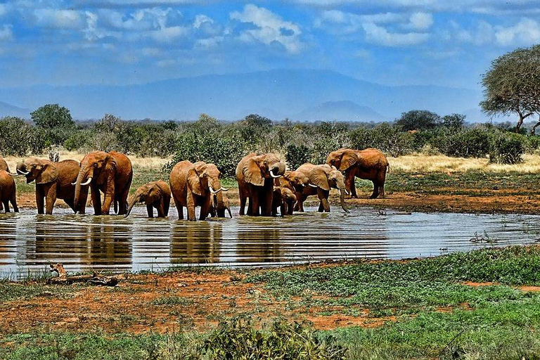 VOO SAFARI DE UM DIA: ZANZIBAR PARA O PARQUE NACIONAL MIKUMI