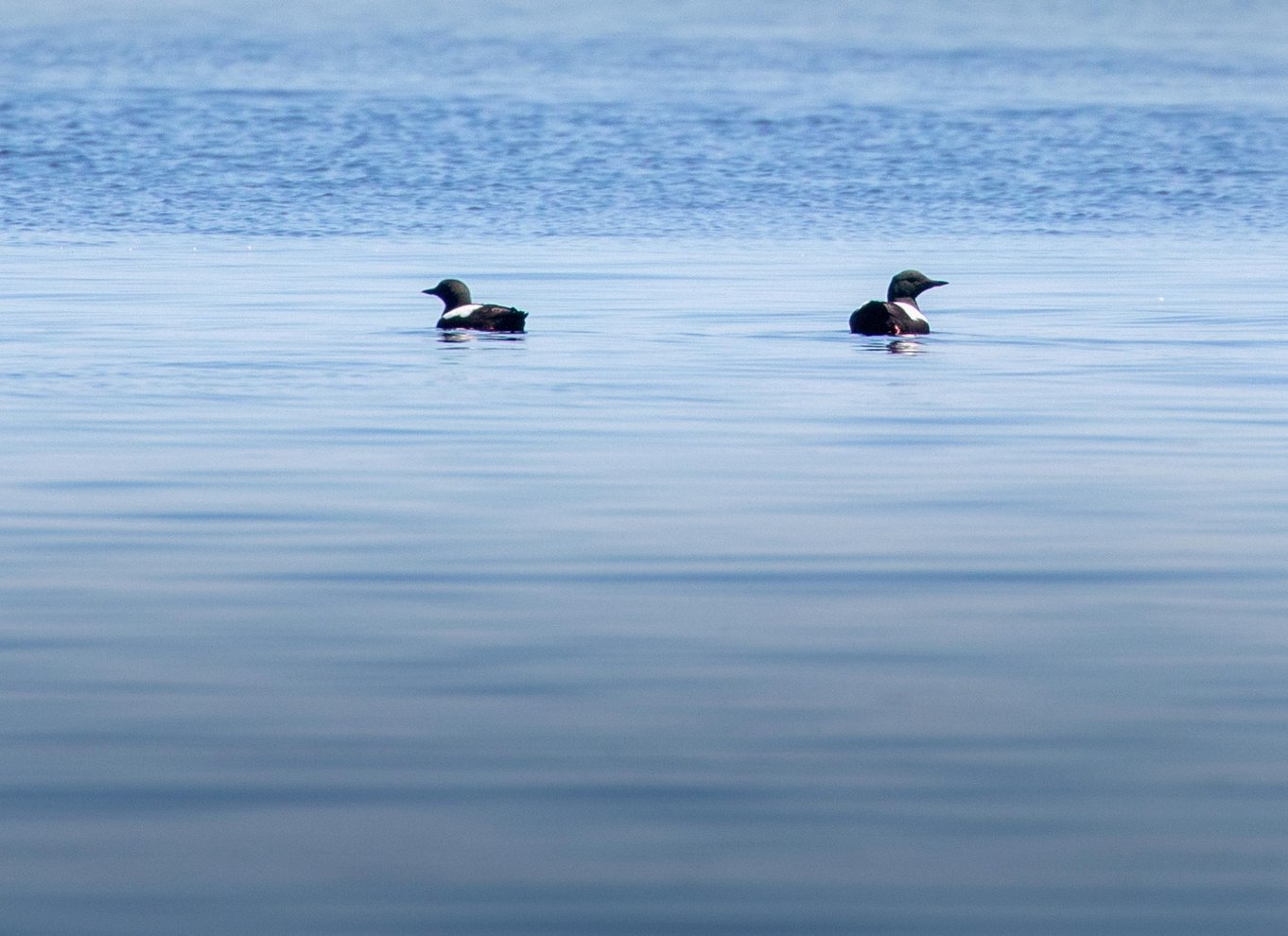 Lunenburg: Zodiac-tur med dyreliv og naturguide
