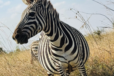 Nairobi Park Safari, Sheldrick's Orphanage & Giraffe Center Shared Drive in Open-Roof Van Game Drive
