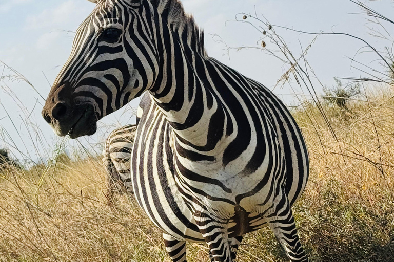 Nairobi Park Safari, Sheldrick's Orphanage & Giraffe Center Shared Drive in Open-Roof Van Game Drive