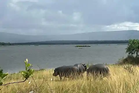 From Kigali: 1 Day All inclusive Akagera Safari