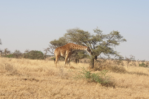 Tanzania: Safari de última hora de 3 días con alojamiento