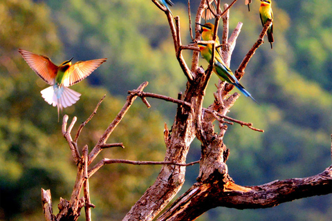 Son Tra Mountain Sunrise Monkey Watching Tour by Motorbike Son Tra Mountain Sunset Monkey Watching by Motorbike Tour