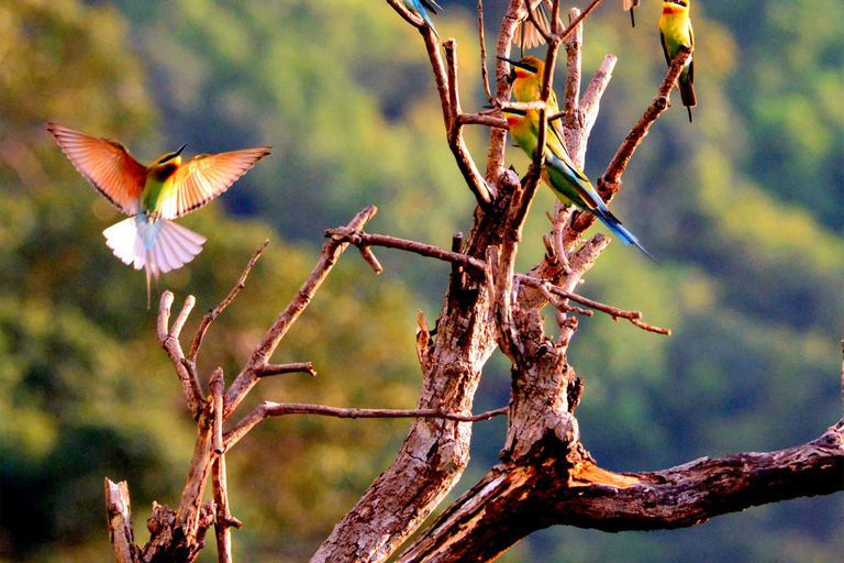 Son Tra Mountain Sunrise Monkey Watching Tour by Motorbike Son Tra Mountain Sunset Monkey Watching by Motorbike Tour