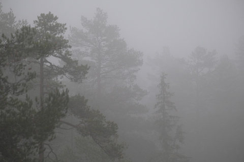 Oslo: Old-Growth Forest Hike with a Biologist