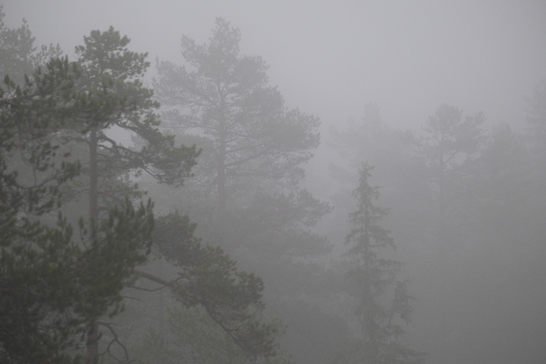 Oslo: Old-Growth Forest Hike with a Biologist