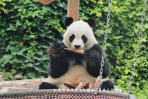 Pechino:Tour dello zoo di Pechino con possibilità di visitare i panda