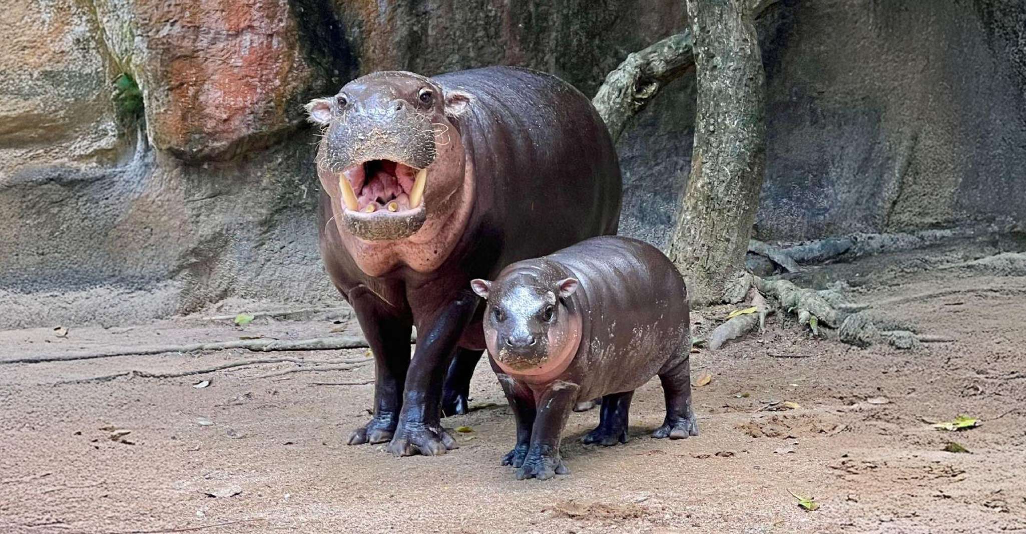 From Bangkok: Khao Kheow Open Zoo (Moodeng) Private Transfer