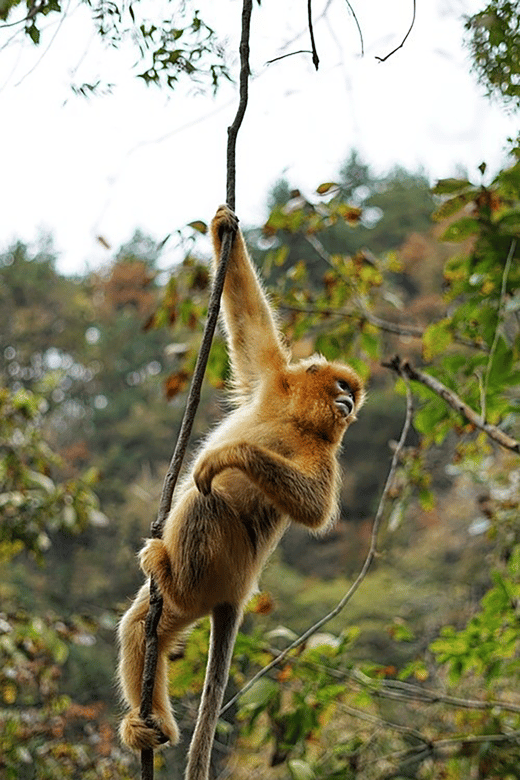 Get close to the agility of the golden snub-nosed monkey | GetYourGuide