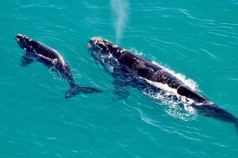 Cape Town: Hermanus Whale and Penguins Betty's Bay