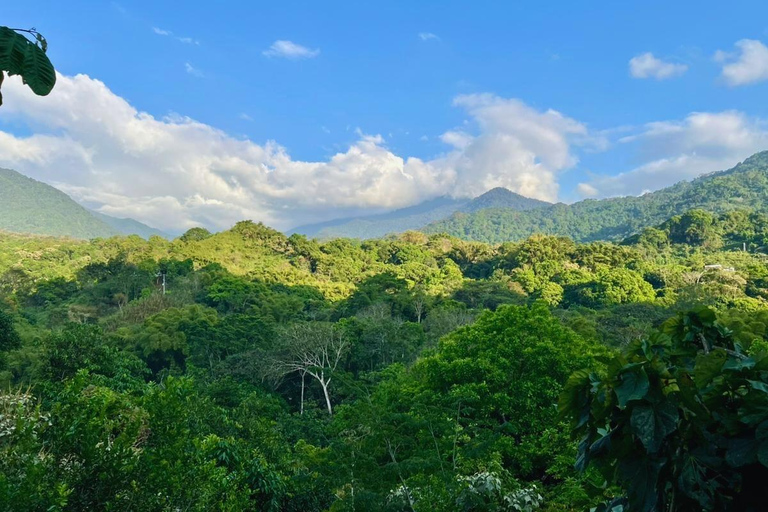 Minca Jungle Trek: Rivers, Tayrona Trails & Cacao Forest