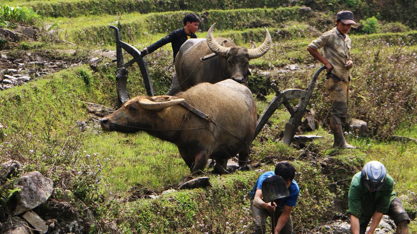 Sapa-Trekking-Angebote mit ortskundigem Guide
