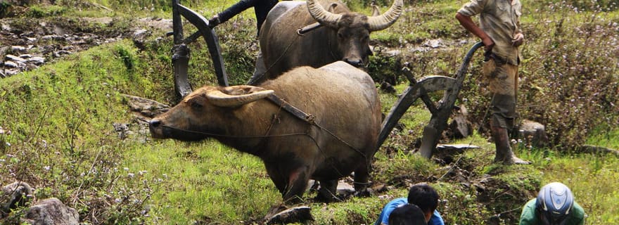 Trek à Sapa avec un guide de la région