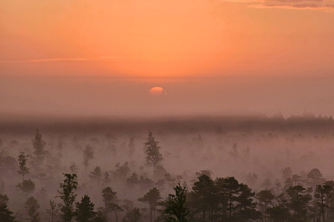 Ķemeri Great Bog With Optional Sunrise & Jūrmala Visit Ķemeri Bog Shared Small Group Tour