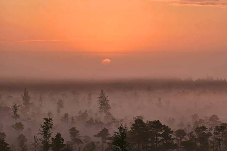 Ķemeri Great Bog With Optional Sunrise & Jūrmala Visit Ķemeri Bog Shared Small Group Tour