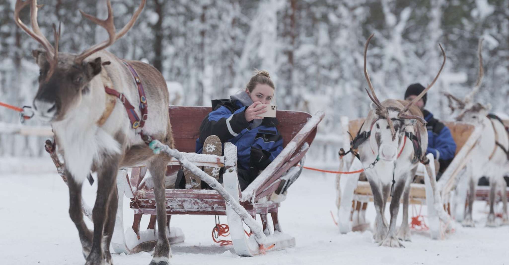 Levi Polar Lights Tours, Reindeer and Husky Safari - Housity