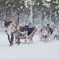 Levi Polar Lights Tours, Reindeer and Husky Safari - Housity