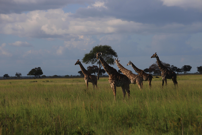 EXPLORE MOUNT MERU IN 3 DAYS FROM ARUSHA & MOSHI TANZANIA Hiking Mount Meru from Arusha or Moshi