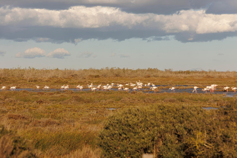 Aigues-Mortes 3H: Discover the secret Camargue in a 4x4 Full-Day