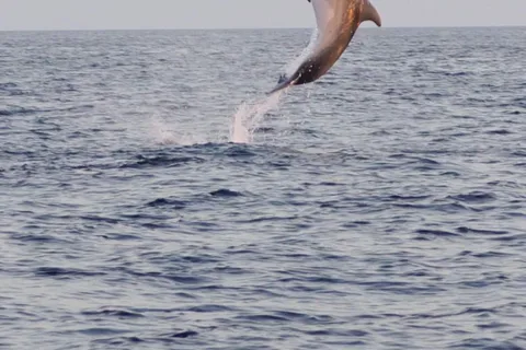 From Fazana: Dolphin watching and snorkeling in Blue Cave