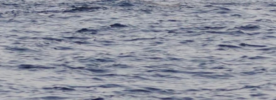 Depuis Fazana : Observation des dauphins et plongée en apnée à Blue Cave