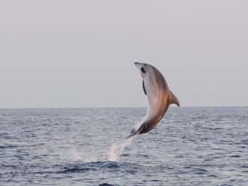 From Fazana: Dolphin watching and snorkeling in Blue Cave