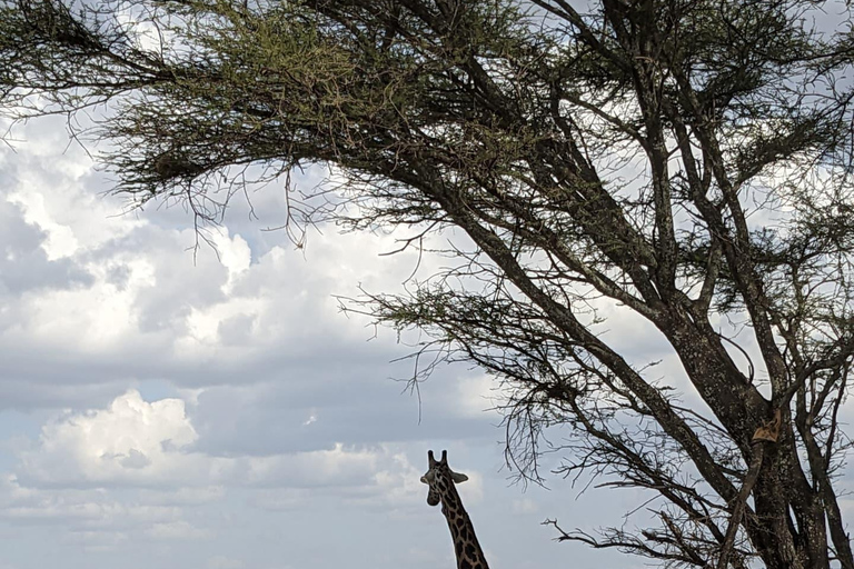 Nairobi: Sunrise Safari, Breakfast, and City Walk