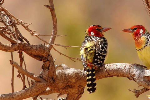 1-Day Private Ngorongoro Crater Tour