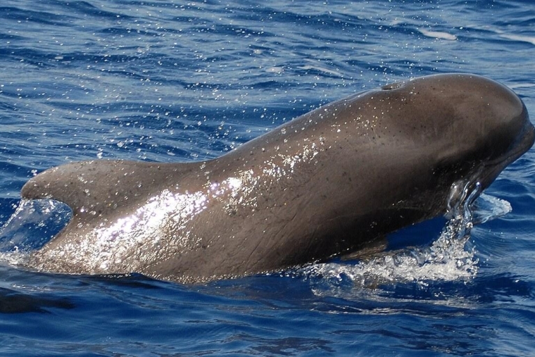 Depuis Los Cristianos : observation de baleines et baignade