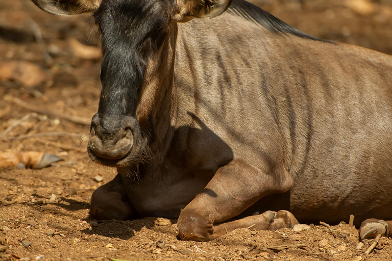 5-Day Masai Mara, Lake Nakuru & Naivasha honeymoon safari