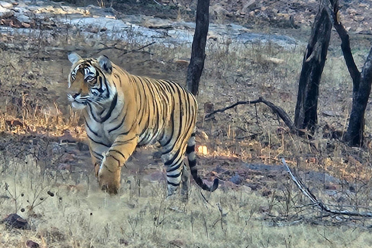 8-Day Golden Triangle Tour With Ranthambore & Jhalana Safari Tour With 3-Star Hotel Recommendation