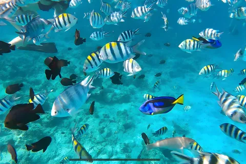 Zanzibar: Snorkling i Menai Bay, sandbankstur med lunch