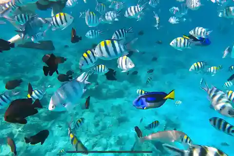 Zanzibar: Safari Blue Snorkeling & Sandbank Tour + Lunch