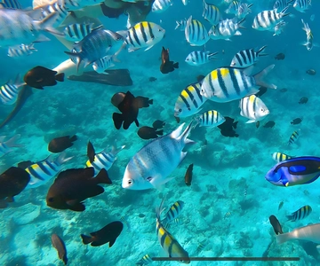 Zanzíbar: Safari Blue Snorkeling y tour por los bancos de arena + almuerzo
