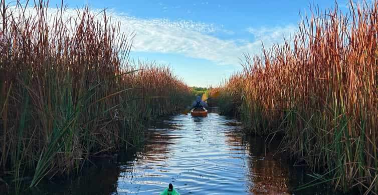 Naples, FL: Manatees, Grasslands and Mangroves kayak Tour | GetYourGuide