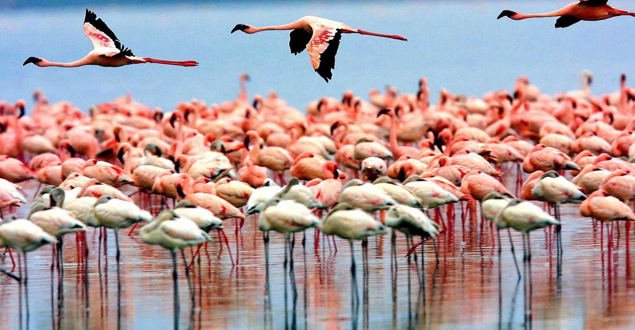 5 Days / 4 Nights Joining Safari - Housity